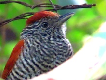  &lsquo;D&iacute;a Nacional de las Aves&rsquo;, reconocimiento a estos hermosos seres alados