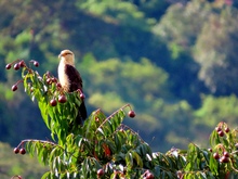  &lsquo;D&iacute;a Nacional de las Aves&rsquo;, reconocimiento a estos hermosos seres alados