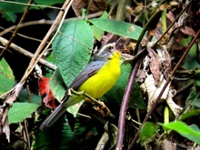  &lsquo;D&iacute;a Nacional de las Aves&rsquo;, reconocimiento a estos hermosos seres alados