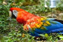  &lsquo;D&iacute;a Nacional de las Aves&rsquo;, reconocimiento a estos hermosos seres alados
