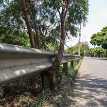 Hay especies arb&oacute;reas adecuadas e inadecuadas para sembrar en Cali