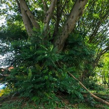 Hay especies arb&oacute;reas adecuadas e inadecuadas para sembrar en Cali