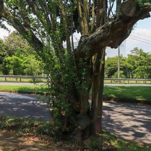 Hay especies arb&oacute;reas adecuadas e inadecuadas para sembrar en Cali