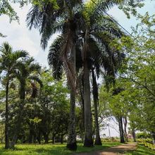 Hay especies arb&oacute;reas adecuadas e inadecuadas para sembrar en Cali