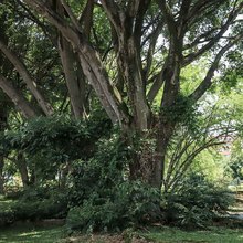 Hay especies arb&oacute;reas adecuadas e inadecuadas para sembrar en Cali