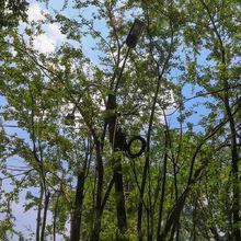 Hay especies arb&oacute;reas adecuadas e inadecuadas para sembrar en Cali