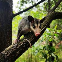 Doble conmemoraci&oacute;n nacional y mundial en honor a los animales