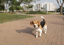 Doble conmemoraci&oacute;n nacional y mundial en honor a los animales