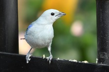 Doble conmemoraci&oacute;n nacional y mundial en honor a los animales