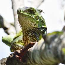 Doble conmemoraci&oacute;n nacional y mundial en honor a los animales
