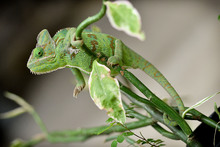 Doble conmemoraci&oacute;n nacional y mundial en honor a los animales
