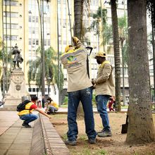 La Plaza de Cayzedo se cerrar&aacute; parcialmente durante 20 d&iacute;as para la intervenci&oacute;n fitosanitaria de sus palmas