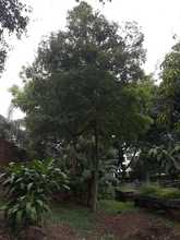 Experiencia del Vivero Distrital ser&aacute; presentada en Primer Encuentro Regional