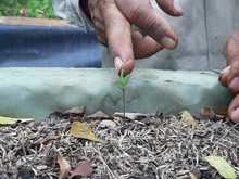 Experiencia del Vivero Distrital ser&aacute; presentada en Primer Encuentro Regional