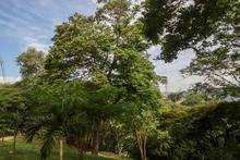 &lsquo;D&iacute;a Mundial del &Aacute;rbol&rsquo;, una fecha para resaltar la importancia de estos seres sintientes