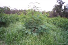 DAGMA realiza control a especies invasoras en corredores verdes 