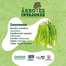 DAGMA realiza control a especies invasoras en corredores verdes 