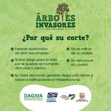 DAGMA realiza control a especies invasoras en corredores verdes 