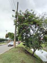 DAGMA realiza control a especies invasoras en corredores verdes 