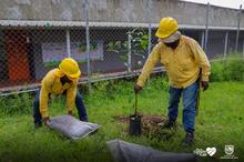 Te queremos Cali inici&oacute; la siembra de &aacute;rboles frutales en los planteles educativos distritales