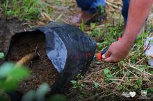 Te queremos Cali inici&oacute; la siembra de &aacute;rboles frutales en los planteles educativos distritales