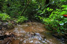 Preservando el bosque se garantiza la vida