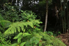 Preservando el bosque se garantiza la vida