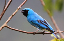 Ave en Coraz&oacute;n de Pance