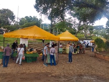 Camina San Antonio, una jornada llena de magia 