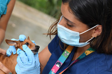 Inician en Cali brigadas de salud y bienestar para animales de compa&ntilde;&iacute;a