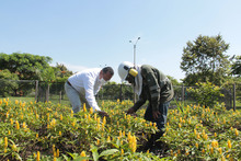 Llega &lsquo;Flora en tu Comuna&rsquo; para continuar embelleciendo a Cali