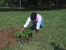 Las mujeres se tomaron el Parque de El Ingenio para sembrar vida