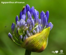 Parque Nacional Natural Farallones de Cali, &aacute;rea de protecci&oacute;n de las orqu&iacute;deas y la vida