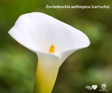 Parque Nacional Natural Farallones de Cali, &aacute;rea de protecci&oacute;n de las orqu&iacute;deas y la vida