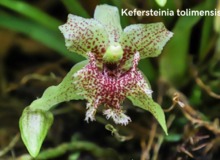 Parque Nacional Natural Farallones de Cali, &aacute;rea de protecci&oacute;n de las orqu&iacute;deas y la vida