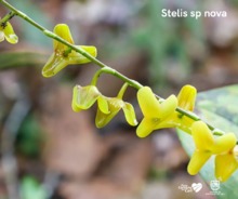 Parque Nacional Natural Farallones de Cali, &aacute;rea de protecci&oacute;n de las orqu&iacute;deas y la vida