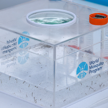 En el oriente de Cali se adelanta un nuevo m&eacute;todo para prevenir el dengue