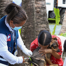 En el oriente de Cali se adelanta un nuevo m&eacute;todo para prevenir el dengue