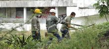 Limpieza y control de &aacute;rboles representativos se adelanta en el lote San Fernando
