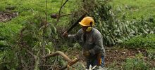 Limpieza y control de &aacute;rboles representativos se adelanta en el lote San Fernando