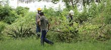 Limpieza y control de &aacute;rboles representativos se adelanta en el lote San Fernando
