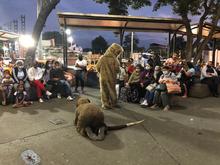 Con obra de teatro, Dagma concientiza sobre tr&aacute;fico de fauna silvestre