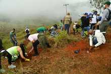 Bosque panamericano se crea gracias a programa de compensaciones  