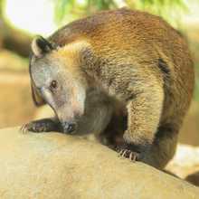 Pana un coat&iacute; juguet&oacute;n y silvestre