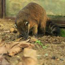 Pana un coat&iacute; juguet&oacute;n y silvestre