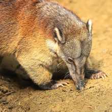 Pana un coat&iacute; juguet&oacute;n y silvestre
