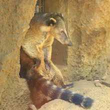 Pana un coat&iacute; juguet&oacute;n y silvestre