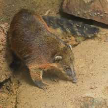 Pana un coat&iacute; juguet&oacute;n y silvestre
