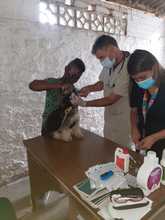 Alcald&iacute;a llega con brigadas de salud animal a los barrios de Cali