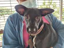 Alcald&iacute;a llega con brigadas de salud animal a los barrios de Cali